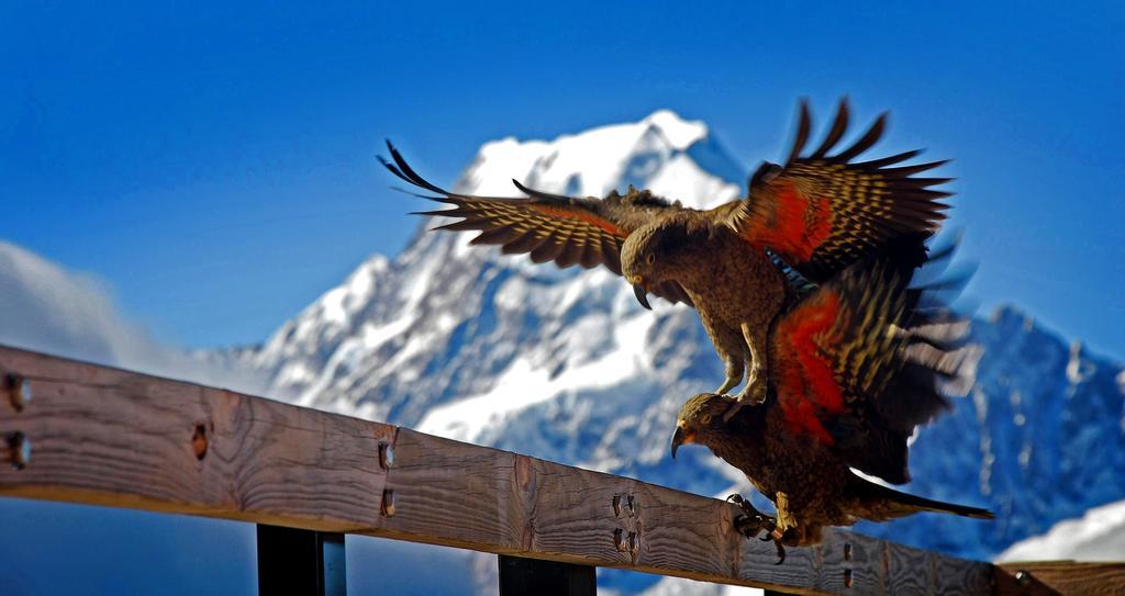 Glentanner Park Centre Hotel Aoraki / Mount Cook Luaran gambar
